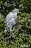 Koereiger (Bubulcus ibis)