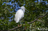 Kleine Zilverreiger (Egretta garzetta)