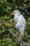 Koereiger (Bubulcus ibis)