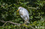 Cattle Egret (Bubulcus ibis)