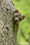 Beech Marten (Martes foina)