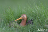 Black-tailed Godwit (Limosa limosa)