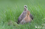 Black-tailed Godwit (Limosa limosa)