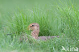 Black-tailed Godwit (Limosa limosa)