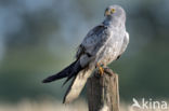 Montagu s Harrier (Circus pygargus)