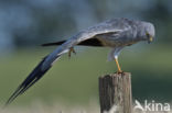 Montagu s Harrier (Circus pygargus)