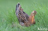 Black-tailed Godwit (Limosa limosa)