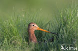 Black-tailed Godwit (Limosa limosa)