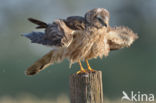 Montagu s Harrier (Circus pygargus)