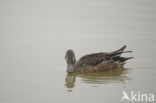 Northern Shoveler (Anas clypeata)