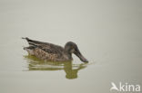 Northern Shoveler (Anas clypeata)