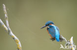 IJsvogel (Alcedo atthis)