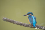 IJsvogel (Alcedo atthis)