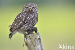 Little Owl (Athene noctua)