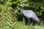 Demoiselle crane (Grus virgo)