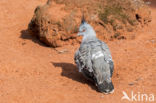 Australische kuifduif (Ocyphaps lophotes)