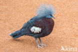 Southern Crowned-Pigeon (Goura scheepmakeri)