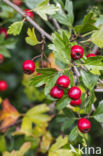 oneseed hawthorn (Crataegus monogyna)