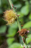 mossyrose gall wasp (Diplolepis rosae)