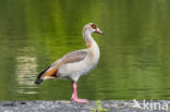 Egyptian Goose (Alopochen aegyptiaca)