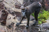 Black Macaque (Macaca nigra)