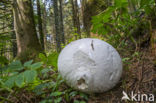 Giant Puffball (Langermannia gigantea)