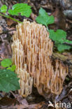 Upright coral (Ramaria stricta)