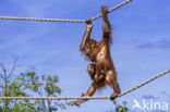 Sumatran Orangutan (Pongo abelii)