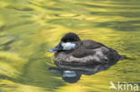 Ruddy Duck (Oxyura jamaicensis)