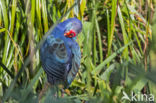 Purperkoet (Porphyrio porphyrio)