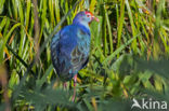 Purperkoet (Porphyrio porphyrio)