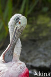 Roseate spoonbill (Platalea ajaja)