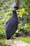 Crested Guineafowl (Guttera pucherani)