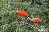 Rode Ibis (Eudocimus ruber)