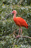 Rode Ibis (Eudocimus ruber)