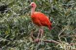 Rode Ibis (Eudocimus ruber)