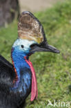 Australian cassowary