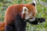 Kleine panda (Ailurus fulgens)