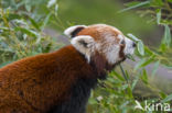 Kleine panda (Ailurus fulgens)