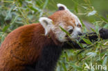 Kleine panda (Ailurus fulgens)