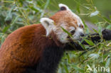 Red Panda (Ailurus fulgens)