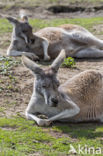 Rode reuzenkangoeroe (Macropus rufus)