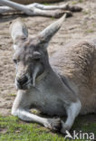 Rode reuzenkangoeroe (Macropus rufus)