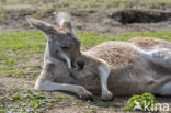 Rode reuzenkangoeroe (Macropus rufus)