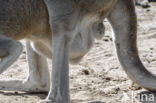 red kangaroo (Macropus rufus)