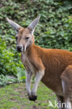 Rode reuzenkangoeroe (Macropus rufus)