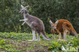 Rode reuzenkangoeroe (Macropus rufus)