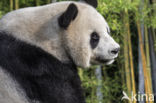 Giant Panda (Ailuropoda melanoleuca)