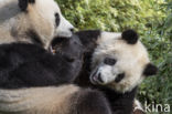 Giant Panda (Ailuropoda melanoleuca)