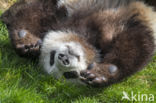 Giant Panda (Ailuropoda melanoleuca)